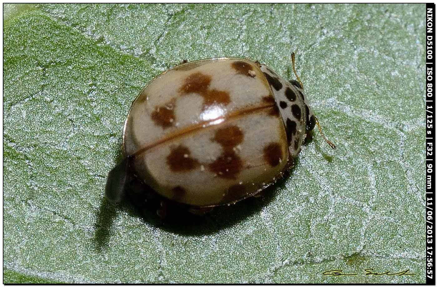 Coccinellidae da id. 2